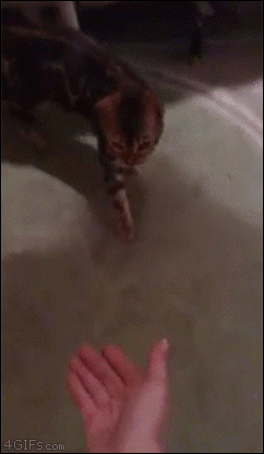 A cat attacks after being denied a high five