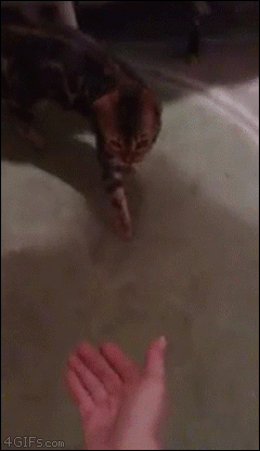 Bengal-cat-high-five-attack-you-died