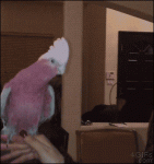 Parrot-headbanging