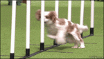 Dog-agility-race-pole