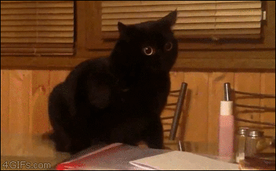 Cat-stalking-reaction