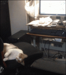 Cat-hijacks-computer-chair