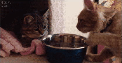 Cats-water-bowl-fight