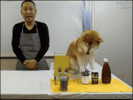 Dog-sabotages-cooking-demonstration
