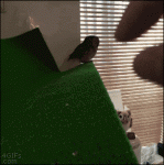 Fingers-pet-owl
