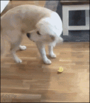 Dog-tastes-lemon