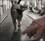Cat-treat-treadmill