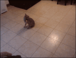 Cat-jumps-through-box