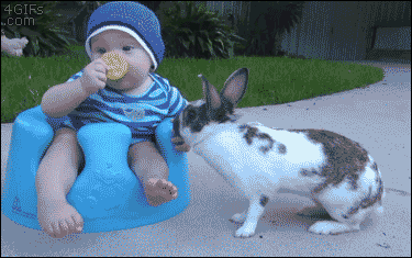 Bunny-steals-crackers-from-baby