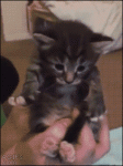 Kitten-kneading-paws-conductor