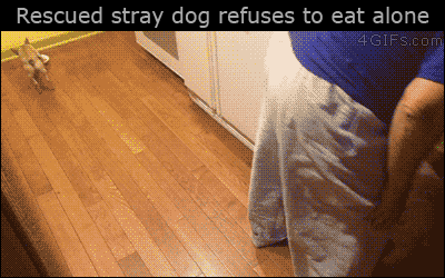 Adopted-dog-refuses-to-eat-alone
