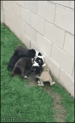 Puppies-dogpile-cat
