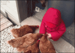 Baby-feeding-chickens-faceplants