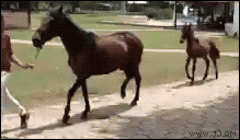Horse-foal-funny-trot