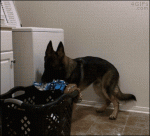 Dog-does-laundry