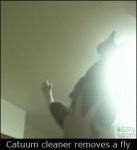 Cat-catches-fly