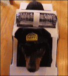 Dachshund-police-dog