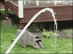 Raccoon-trying-to-wash-hands-with-hose