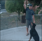 Dog-trolled-jumps-into-arms