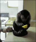 Monkey-reacts-to-tasting-lemon