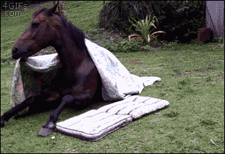 Horse-takes-nap-with-blanket