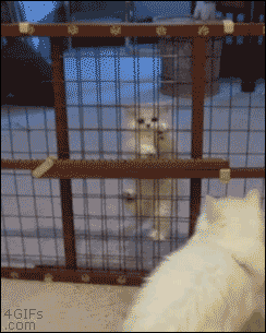 Mom-teaches-kitten-gate-escape