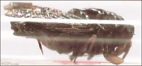 Japanese-game-show-bug-swallow