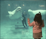 Beluga-whale-blows-bubble-ring