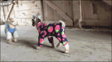 Baby-goats-in-pajamas