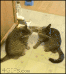 Cats-patty-cake-slap-fight