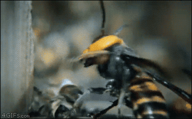 Wasp-attacks-bees-bee-bro-rescued