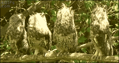 Owls-turning-heads