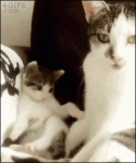 Kitten-copies-mom
