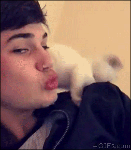 Kitten-steals-kiss