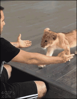 Lion-cub-hugs-ear-pop