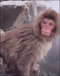 Shocked-monkey-reaction