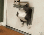 Fat-cat-pet-door
