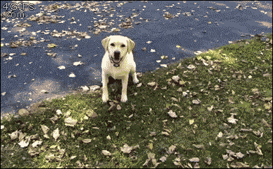 Dog-ball-leaf-pile