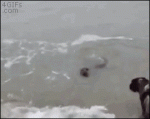 Beach-dog-plays-with-seal