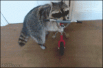 Raccoon-rides-bike-and-pushes-cart