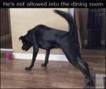 Dog-toy-floor-is-lava