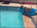 Puppy-dog-uses-kiddie-pool-to-fetch-ball