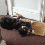 Cat-faceplants-into-wall