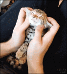 Kitten-relaxing-face-massage