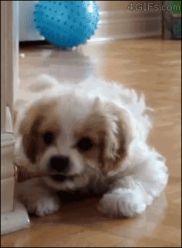 Puppy-confused-by-door-stop
