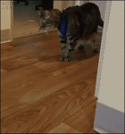 Cat-harness-gives-up-walking