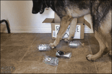 Dog-recycles-bottles