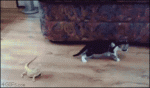 Kitten-vs-lizard-laser