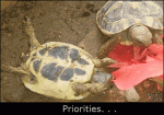 Upside-down-tortoise-eating-priorities