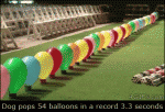 Dog-pops-balloons-record